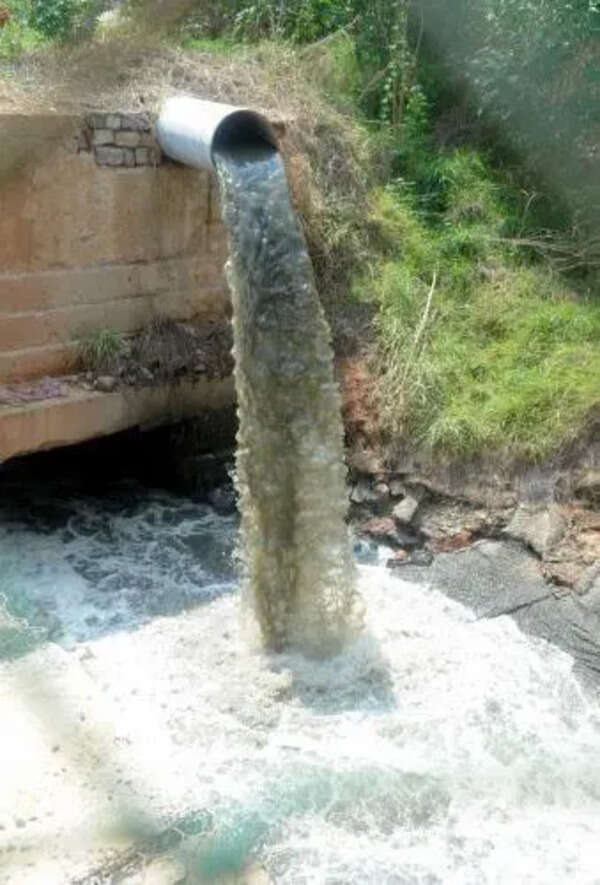 Thane BJP raises concern over sludge discharge from STP destroying mangroves