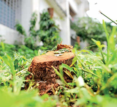 Bangalore University will watch, protect its sandalwood trees