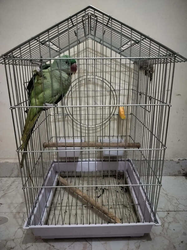 Protected Alexandrine parakeet rescued from captivity in Gurgaon