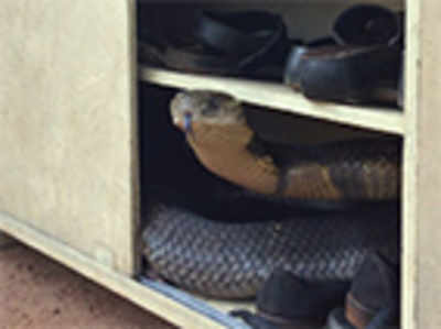 Cobra in a shoe rack