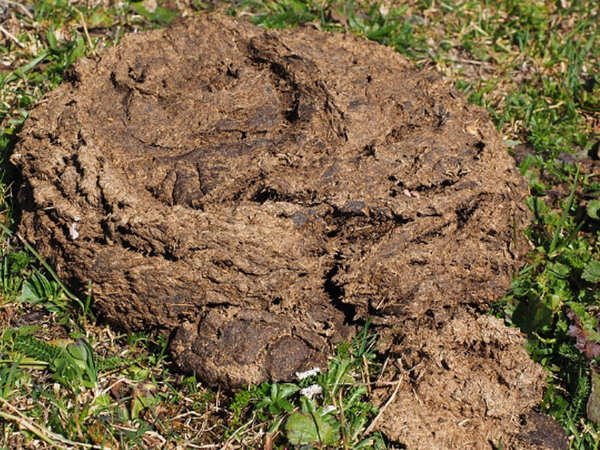 2 plants in south Delhi to process 400MT dung