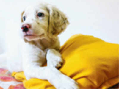 Pet Puja: A pillow for your pooch