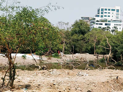 Carter Road mangroves are dying, says NGO