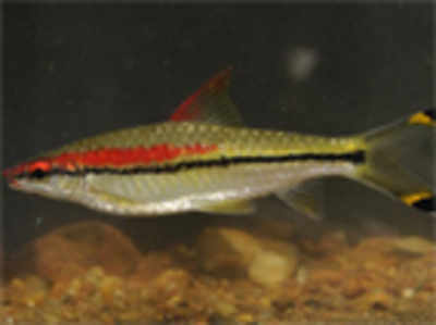 A new fish genus named after the Western Ghats