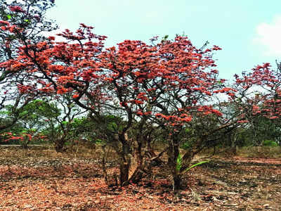 Flame of the Forest trees light up the city