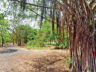 Save Mahim Nature Park: State hell bent on using park for Dharavi’s redevelopment