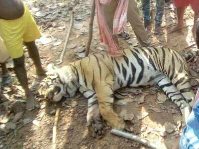 West Bengal: Lalgarh’s Royal Bengal Tiger who eluded forest officials for months killed by local hunters