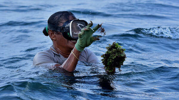 These saree-clad women divers may be the last of their kind