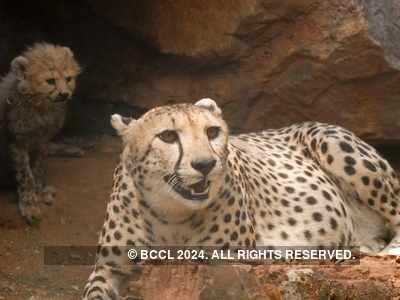 Supreme Court allows Centre to bring African cheetah to suitable wildlife habitat in India