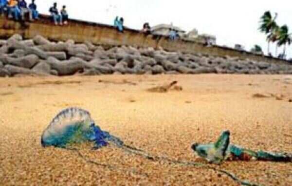 Touch me not: Venomous blue bottles washed ashore in Mumbai