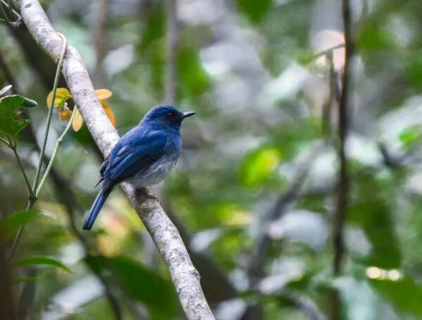Bird survey records 192 species in Silent Valley National Park