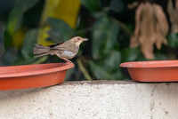 Heat, thirst, silence mark a dangerous season for Pune&rsquo;s birds