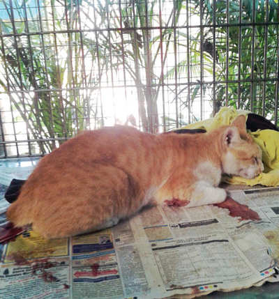 22-year-old booked for killing neighbour’s cat with pellet gun