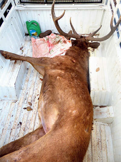 Team in hot pursuit of poachers who killed Sambar deer