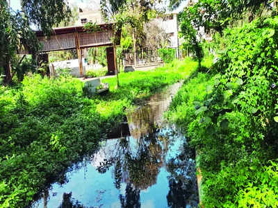 Yelahanka Lake set back a decade due to sewage influx