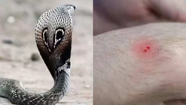 Why rising temperatures are triggering more snakebite incidents across India