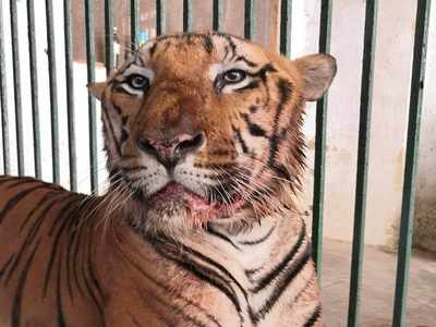 12-year-old Royal Bengal tiger dies at Sanjay Gandhi National Park