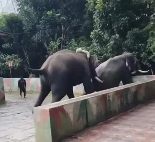 Two jumbos move into Bhadra reserve easing conflict