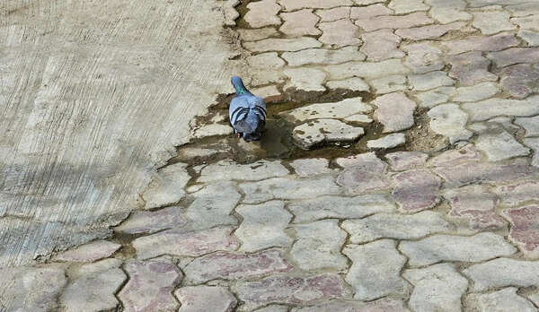 Pigeon nuisance: PWD says not its remit, NDMC cites action