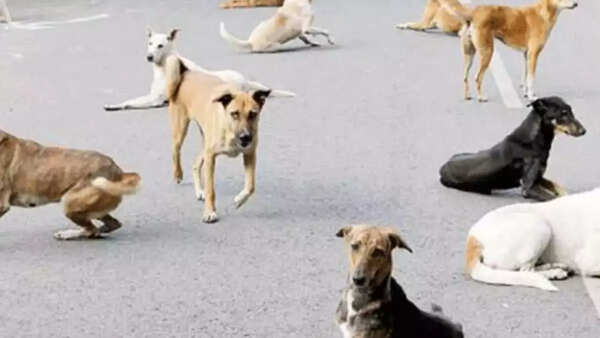 Karnataka: Irked by barking, man kills dog with air gun