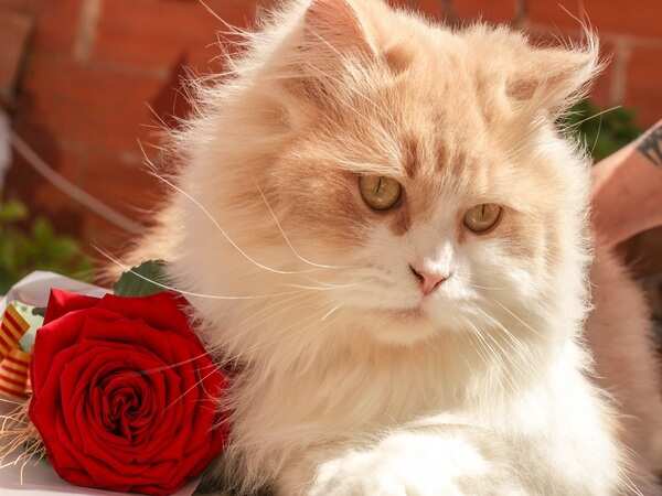 Cat food: Please your pet cat by serving food with ocean fish extracts