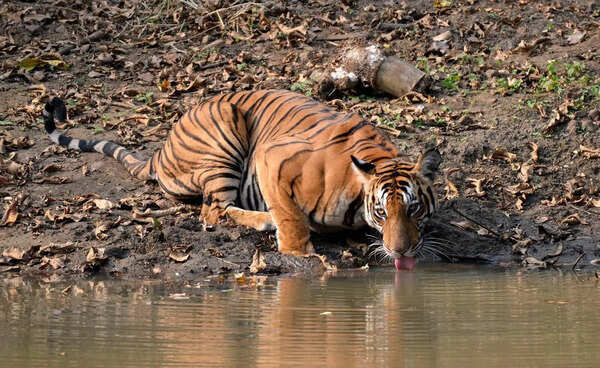 Jaipur to conduct 24-hr wildlife census using waterhole method from May 1