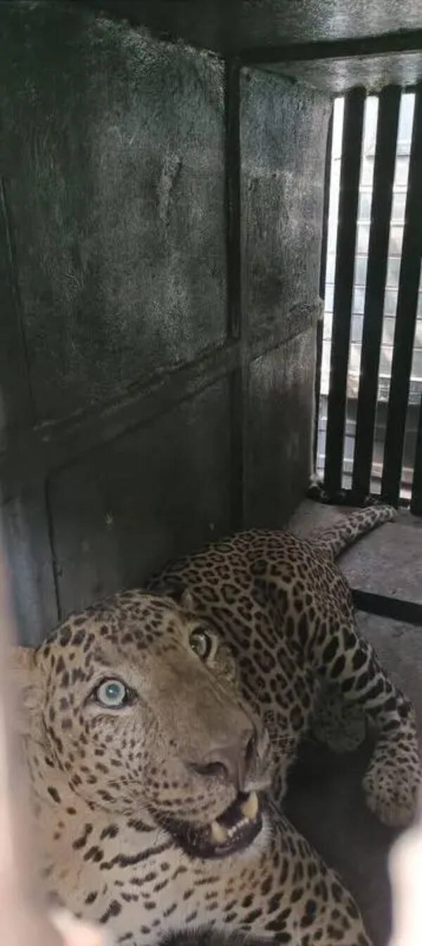 Maha forest dept plans leopard safari at Trimbakeshwar & Yeola to boost tourism