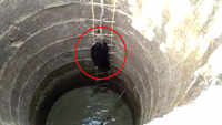 Watch: How two bears rescued from well in Gondia 
