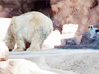 Stray cat befriends polar bear dubbed world’s saddest animal