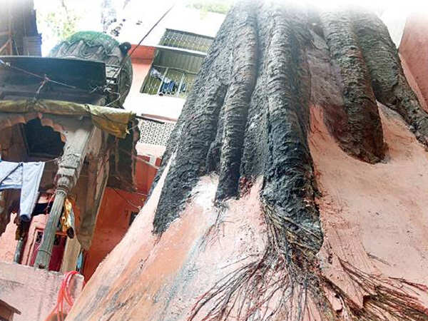 Delhi: Heritage trees up against the wall