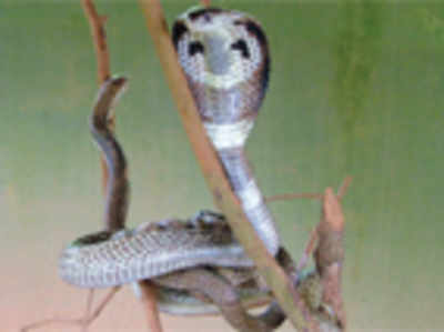 Captive king cobra breeding comes of age