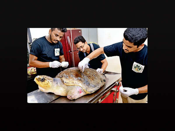 Hope floats for injured sea turtles as Dahanu group ensures rescue, treatment and release