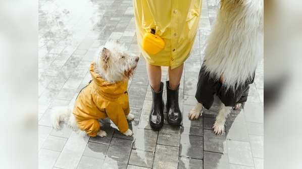 Time to get a new raincoat for your pet dog