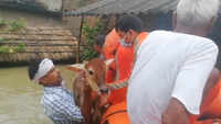 Bihar Floods: NDRF personnel rescue calf trapped in water 