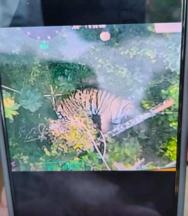 Tiger that triggered panic in Wayanad driven back to forest