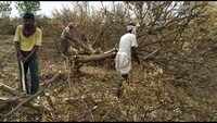 Water crisis takes toll on Orange orchards as wells dry up in Nagpur district 