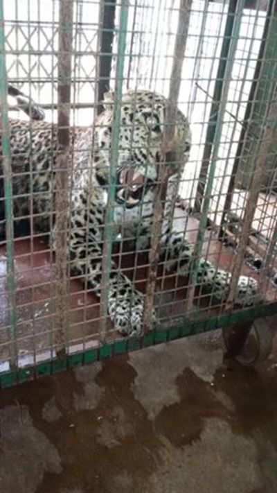 Leopard captured from Vibgyor school escapes from enclosure