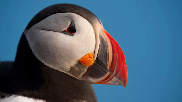 Atlantic Puffin