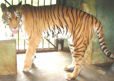 In death, tigress Sneha sets record