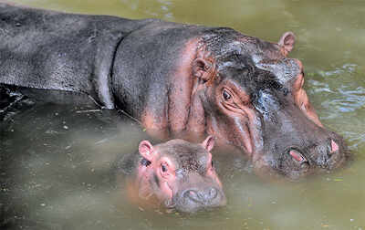 Bannerghatta Biological Park teaches furious mammals to care again