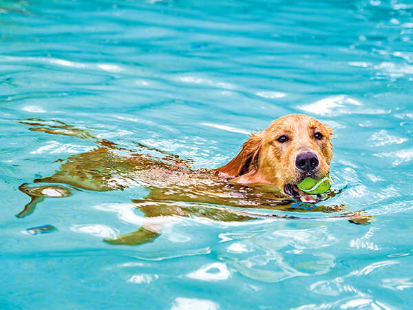 How Lucknowites are helping their pets beat the heat