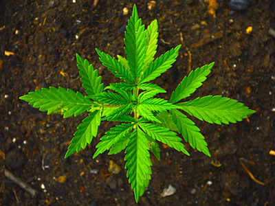 DRI seizes 2,000-kg cannabis in Bastar