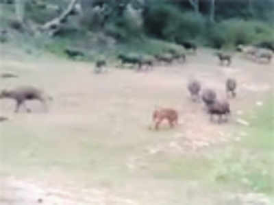 ​Buffaloes chase away Tiger in Bandipur