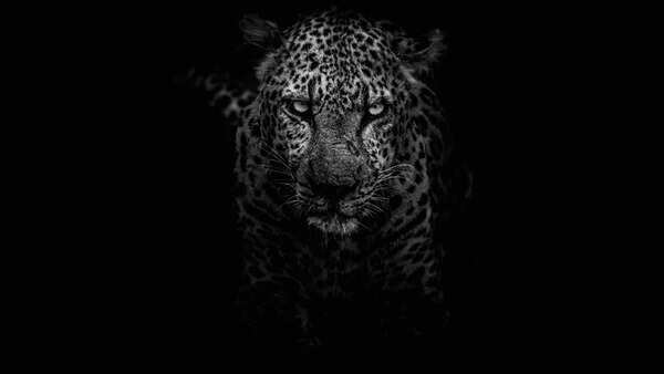 41 tigers & 55 leopards poached in Maharashtra over past 5 years: RTI data