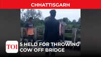 Cow thrown off bridge into flooded river in Chhattisgarh 