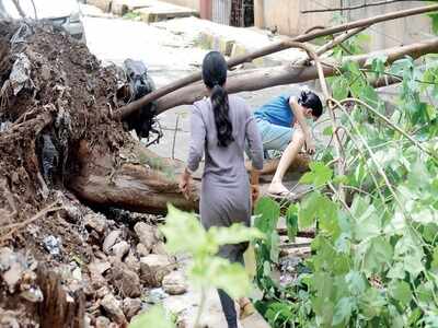 Rain, winds have left Bengaluru’s trees in free fall