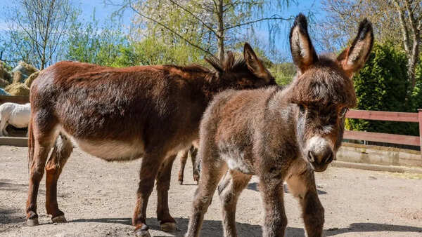 Brazil races to lab-grow donkey collagen as China’s chase for youth pushes species toward collapse