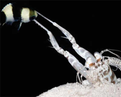 Scientists decode mantis shrimp’s powerful attack