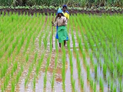 Government orders seed firms to compensate farmers