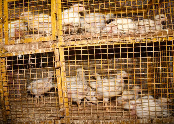Poultry farmers in Navapur wait with bated breath for incident-free period